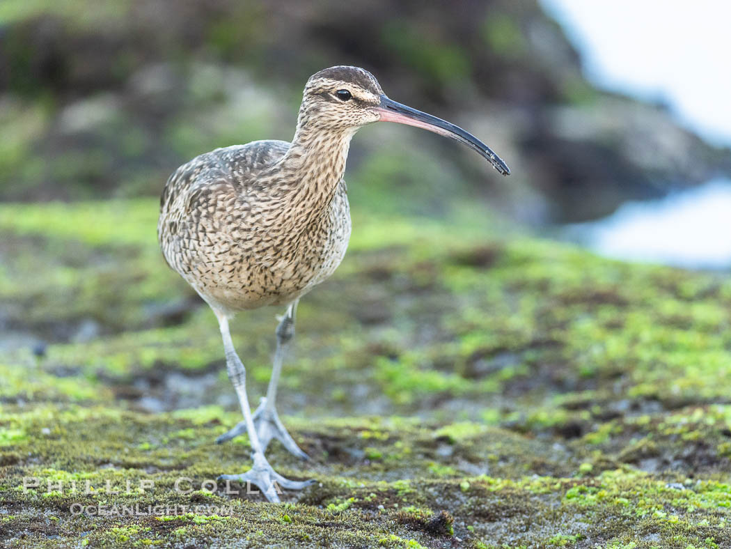 Hudsonian Whimbrel foraging in tide pools, La Jolla. California, USA, natural history stock photograph, photo id 39354