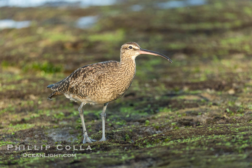 Hudsonian Whimbrel foraging in tide pools, La Jolla. California, USA, Numenius phaeopus, natural history stock photograph, photo id 39352