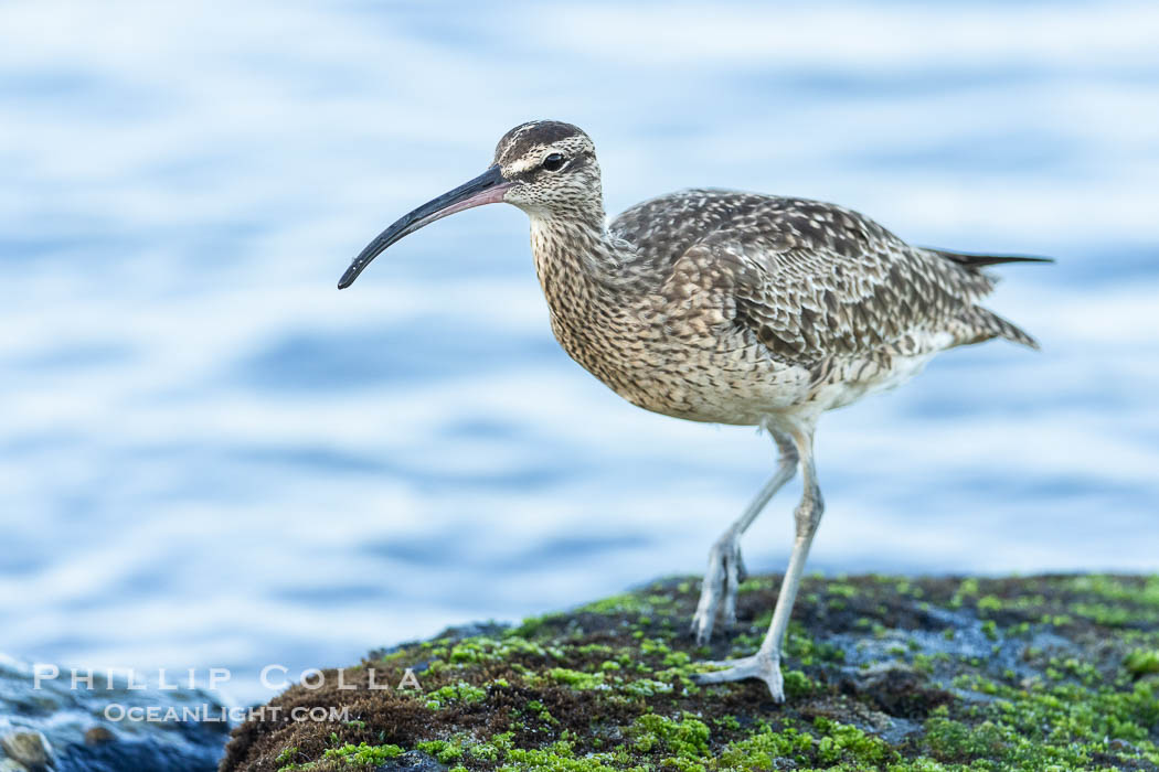 Hudsonian Whimbrel foraging in tide pools, La Jolla. California, USA, Numenius phaeopus, natural history stock photograph, photo id 39355