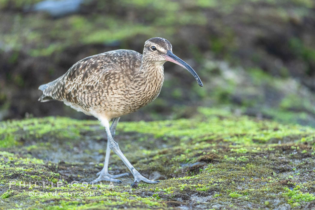 Hudsonian Whimbrel foraging in tide pools, La Jolla. California, USA, Numenius phaeopus, natural history stock photograph, photo id 39353