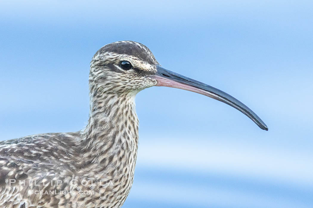 Whimbrel Portrait, La Jolla. California, USA, Numenius phaeopus, natural history stock photograph, photo id 39351