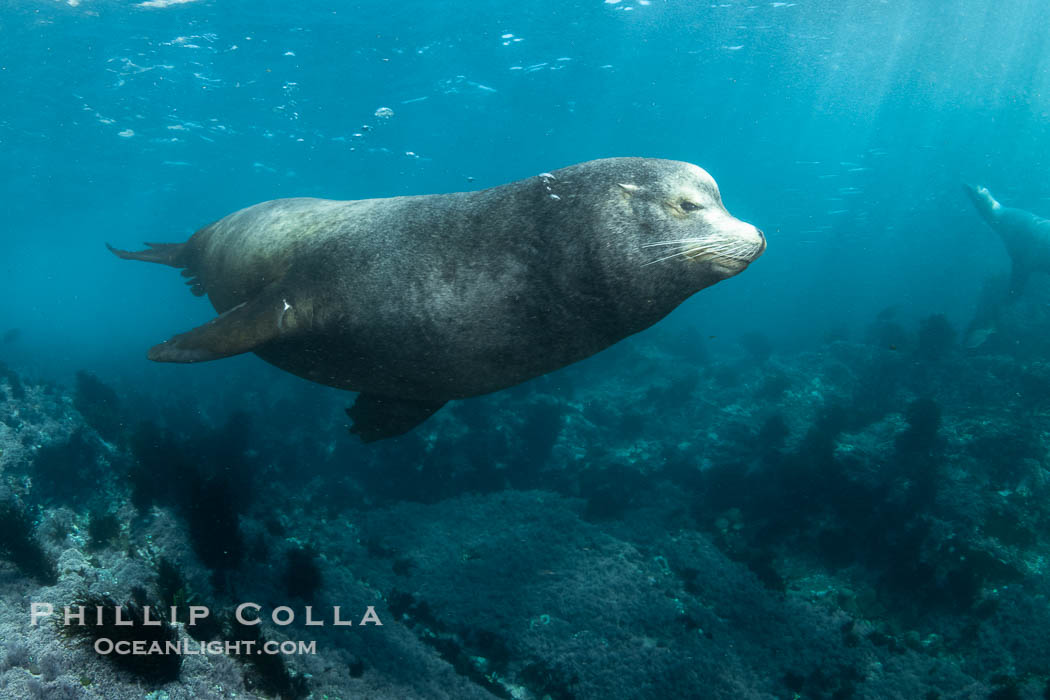 Huge California Sea Lion Male Underwater, a bull, patrolling his breeding harem and territory, Coronado Islands, Mexico. His sagittal crest, the bony bump on his head that distinguishes adult male sea lions, is clearly seen, Zalophus californianus, Coronado Islands (Islas Coronado) Huge California Sea Lion Male Underwater, a bull, patrolling his breeding harem and territory, Coronado Islands, Mexico. His sagittal crest, the bony bump on his head that distinguishes adult male sea lions, is clearly seen, Zalophus californianus, Coronado Islands (Islas Coronado)