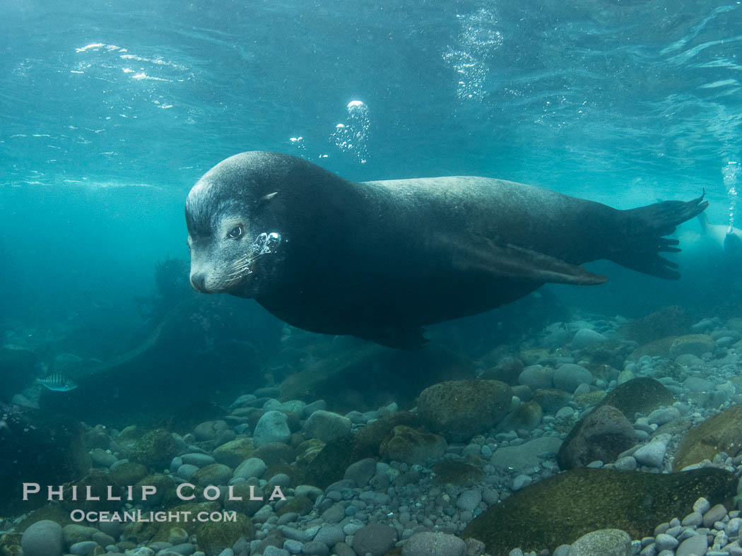 Huge California Sea Lion Male Underwater, a bull, patrolling his breeding harem and territory, Coronado Islands, Mexico. His sagittal crest, the bony bump on his head that distinguishes adult male sea lions, is clearly seen, Zalophus californianus, Coronado Islands (Islas Coronado) Huge California Sea Lion Male Underwater, a bull, patrolling his breeding harem and territory, Coronado Islands, Mexico. His sagittal crest, the bony bump on his head that distinguishes adult male sea lions, is clearly seen, Zalophus californianus, Coronado Islands (Islas Coronado)