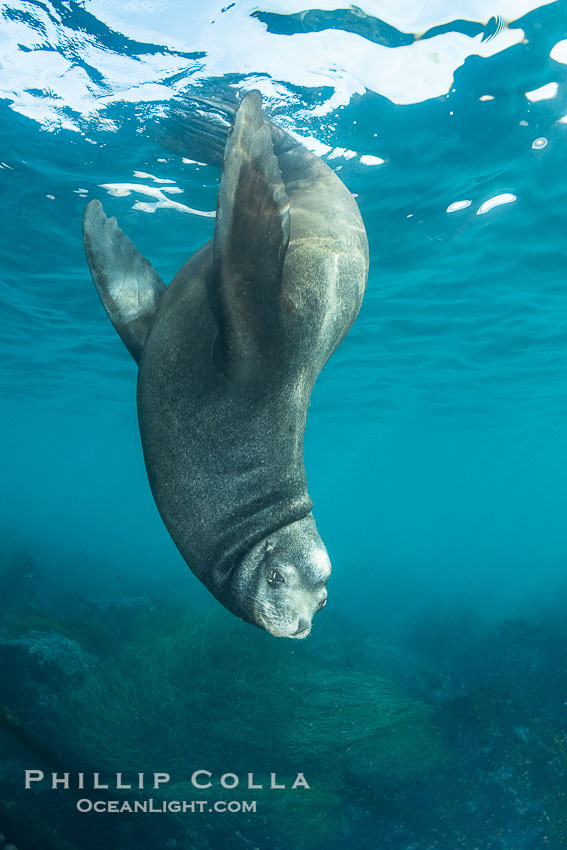 Huge California Sea Lion Male Underwater, a bull, patrolling his breeding harem and territory, Coronado Islands, Mexico. His sagittal crest, the bony bump on his head that distinguishes adult male sea lions, is clearly seen.  This particular sea lion bears an orange tag on his left foreflipper, probably as a result of rescue and release as a young sea lion years earlier. Coronado Islands (Islas Coronado), Baja California, Zalophus californianus, natural history stock photograph, photo id 38650