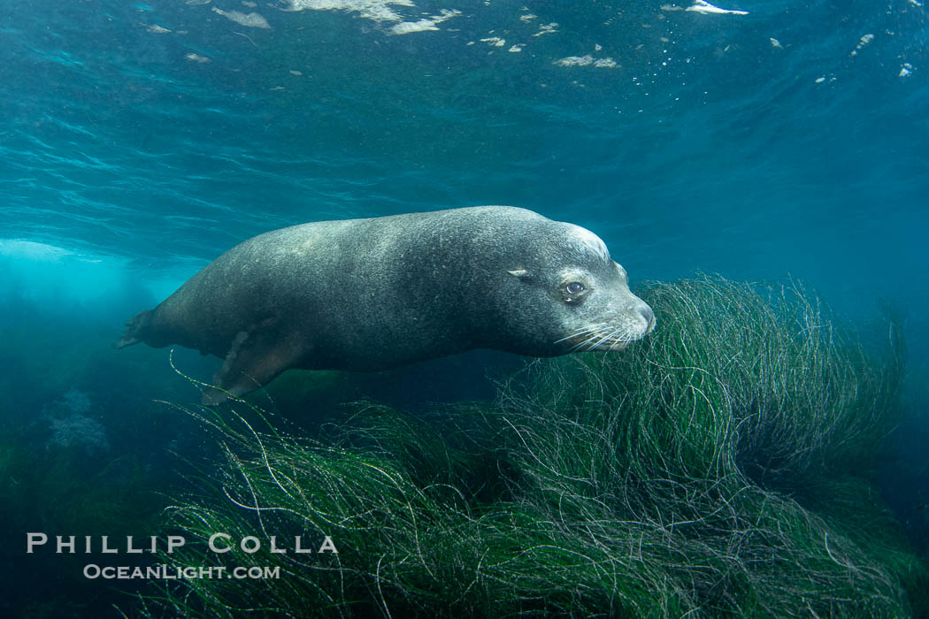 Huge California Sea Lion Male Underwater, a bull, patrolling his breeding harem and territory, Coronado Islands, Mexico. His sagittal crest, the bony bump on his head that distinguishes adult male sea lions, is clearly seen.  This particular sea lion bears an orange tag on his left foreflipper, probably as a result of rescue and release as a young sea lion years earlier., Zalophus californianus, natural history stock photograph, photo id 38654