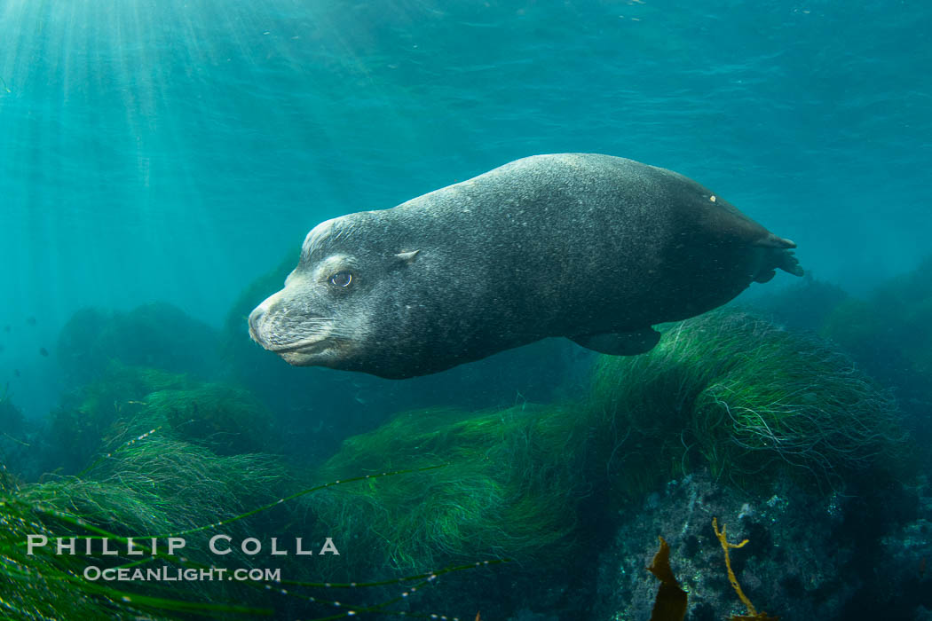 Huge California Sea Lion Male Underwater, a bull, patrolling his breeding harem and territory, Coronado Islands, Mexico. His sagittal crest, the bony bump on his head that distinguishes adult male sea lions, is clearly seen.  This particular sea lion bears an orange tag on his left foreflipper, probably as a result of rescue and release as a young sea lion years earlier. Coronado Islands (Islas Coronado), Baja California, Zalophus californianus, natural history stock photograph, photo id 38658