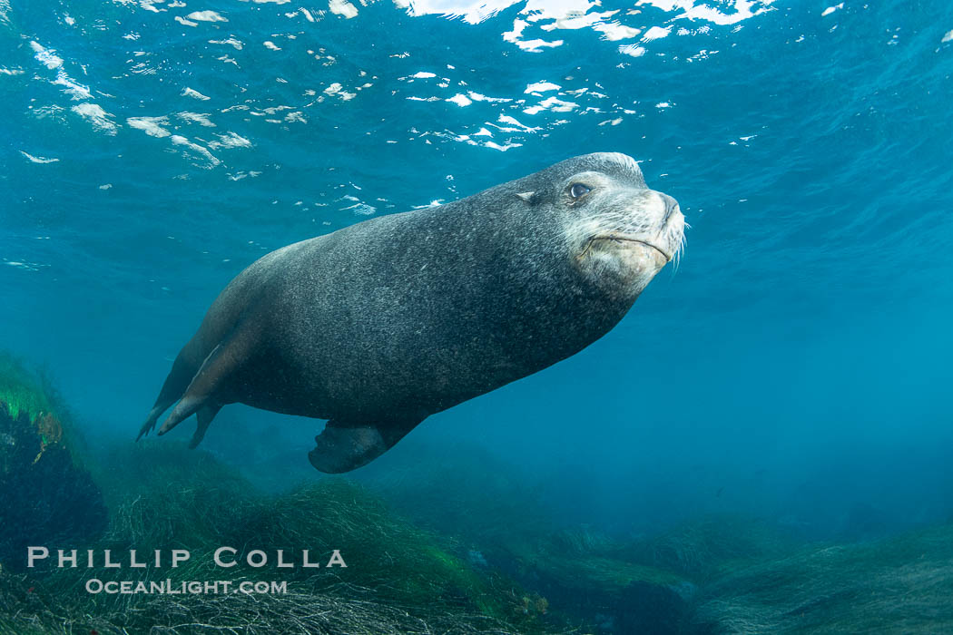 Huge California Sea Lion Male Underwater, a bull, patrolling his breeding harem and territory, Coronado Islands, Mexico. His sagittal crest, the bony bump on his head that distinguishes adult male sea lions, is clearly seen.  This particular sea lion bears an orange tag on his left foreflipper, probably as a result of rescue and release as a young sea lion years earlier. Coronado Islands (Islas Coronado), Baja California, Zalophus californianus, natural history stock photograph, photo id 38652