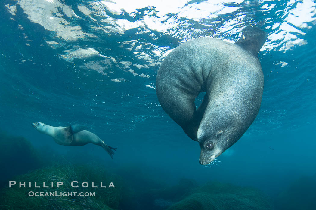 Huge California Sea Lion Male Underwater, a bull, patrolling his breeding harem and territory, Coronado Islands, Mexico. His sagittal crest, the bony bump on his head that distinguishes adult male sea lions, is clearly seen.  This particular sea lion bears an orange tag on his left foreflipper, probably as a result of rescue and release as a young sea lion years earlier. Coronado Islands (Islas Coronado), Baja California, Zalophus californianus, natural history stock photograph, photo id 38656