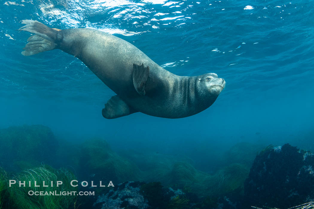 Huge California Sea Lion Male Underwater, a bull, patrolling his breeding harem and territory, Coronado Islands, Mexico. His sagittal crest, the bony bump on his head that distinguishes adult male sea lions, is clearly seen.  This particular sea lion bears an orange tag on his left foreflipper, probably as a result of rescue and release as a young sea lion years earlier. Coronado Islands (Islas Coronado), Baja California, Zalophus californianus, natural history stock photograph, photo id 38651