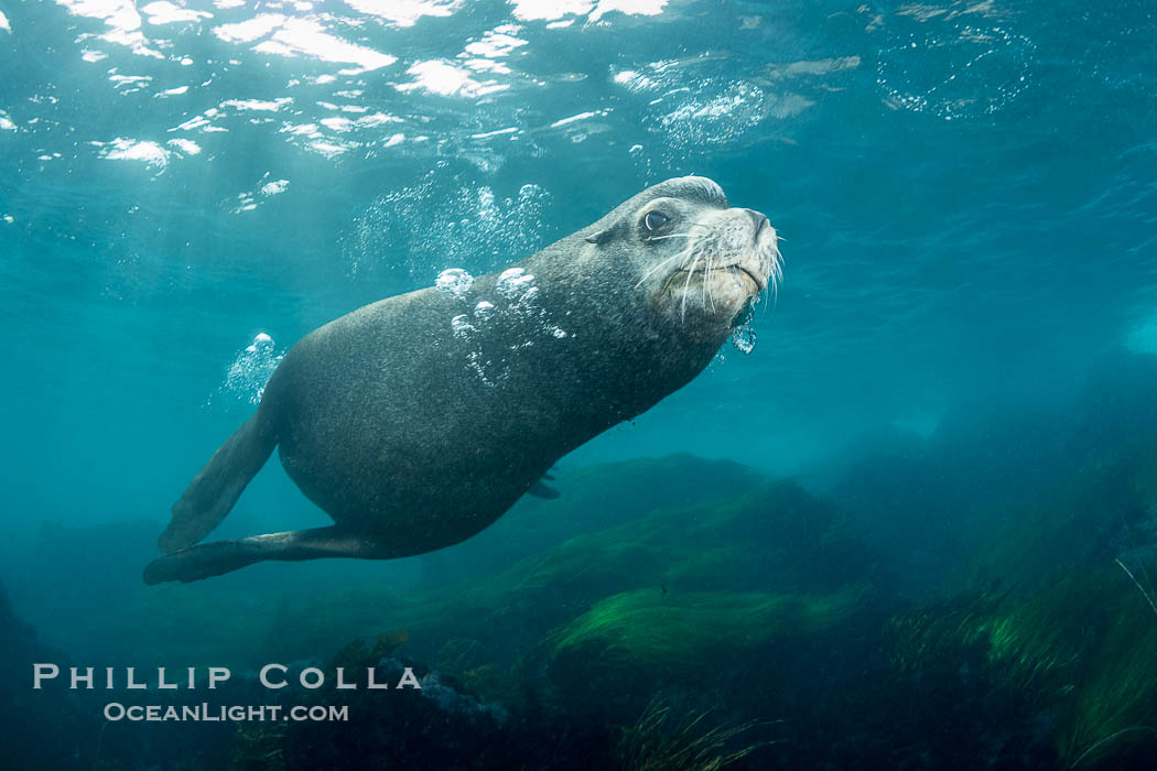 Huge California Sea Lion Male Underwater, a bull, patrolling his breeding harem and territory, Coronado Islands, Mexico. His sagittal crest, the bony bump on his head that distinguishes adult male sea lions, is clearly seen.  This particular sea lion bears an orange tag on his left foreflipper, probably as a result of rescue and release as a young sea lion years earlier, Zalophus californianus, Coronado Islands (Islas Coronado)