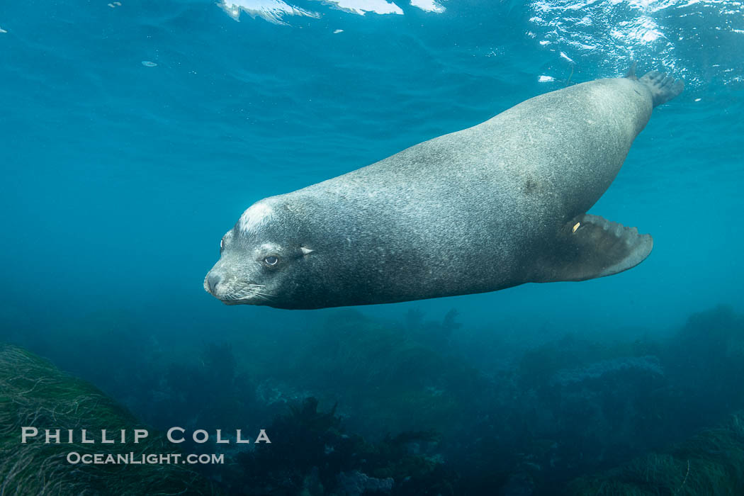 Huge California Sea Lion Male Underwater, a bull, patrolling his breeding harem and territory, Coronado Islands, Mexico. His sagittal crest, the bony bump on his head that distinguishes adult male sea lions, is clearly seen.  This particular sea lion bears an orange tag on his left foreflipper, probably as a result of rescue and release as a young sea lion years earlier. Coronado Islands (Islas Coronado), Baja California, Zalophus californianus, natural history stock photograph, photo id 38653