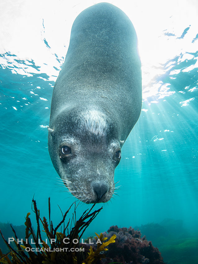 Huge California Sea Lion Male Underwater, a bull, patrolling his breeding harem and territory, Coronado Islands, Mexico. His sagittal crest, the bony bump on his head that distinguishes adult male sea lions, is clearly seen.  This particular sea lion bears an orange tag on his left foreflipper, probably as a result of rescue and release as a young sea lion years earlier, Zalophus californianus, Coronado Islands (Islas Coronado)