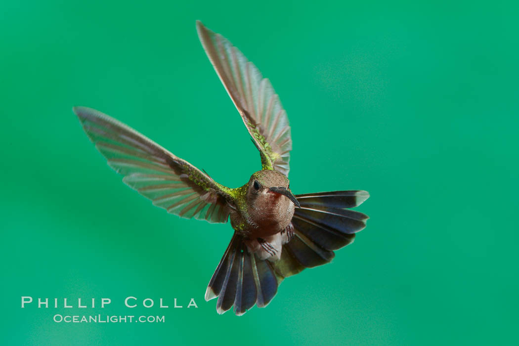 Hummingbird. Amado, Arizona, USA, natural history stock photograph, photo id 22924