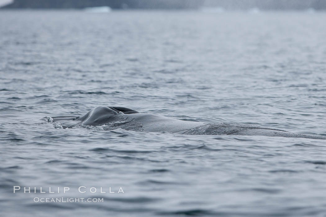 Humpback whale in Antarctica. Cierva Cove, Antarctic Peninsula, natural history stock photograph, photo id 25558