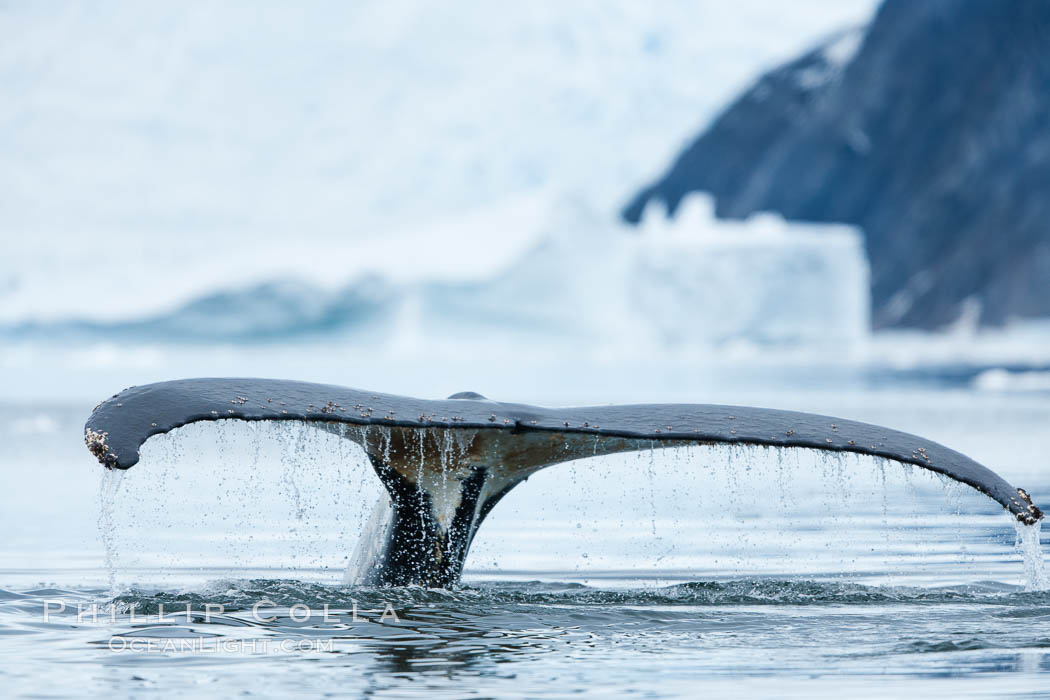 Humpback whale in Antarctica.  A humpback whale swims through the beautiful ice-filled waters of Neko Harbor, Antarctic Peninsula, Antarctica., Megaptera novaeangliae, natural history stock photograph, photo id 25670