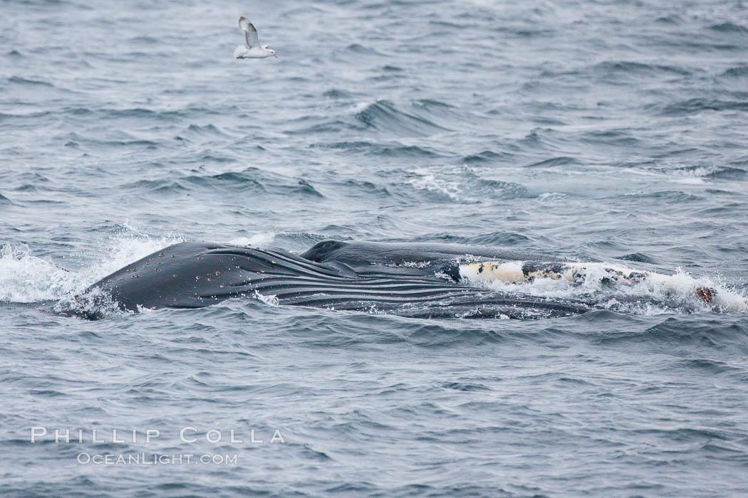 Humpback whale in Antarctica. Gerlache Strait, Antarctic Peninsula, Megaptera novaeangliae, natural history stock photograph, photo id 25690