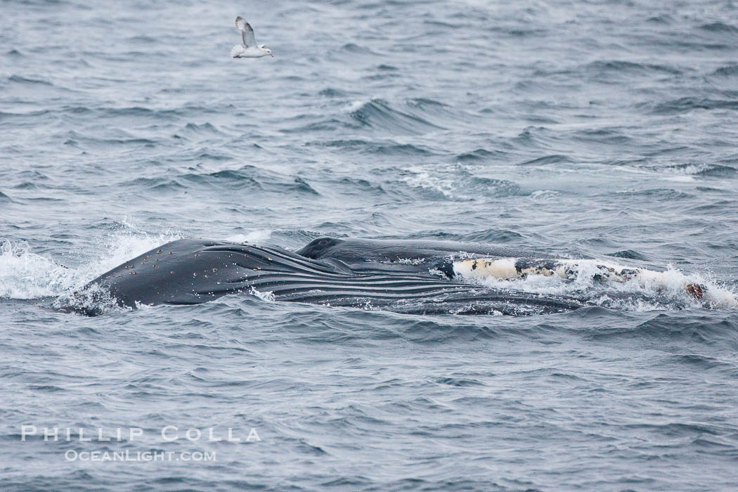 Humpback whale in Antarctica., Megaptera novaeangliae, natural history stock photograph, photo id 25690