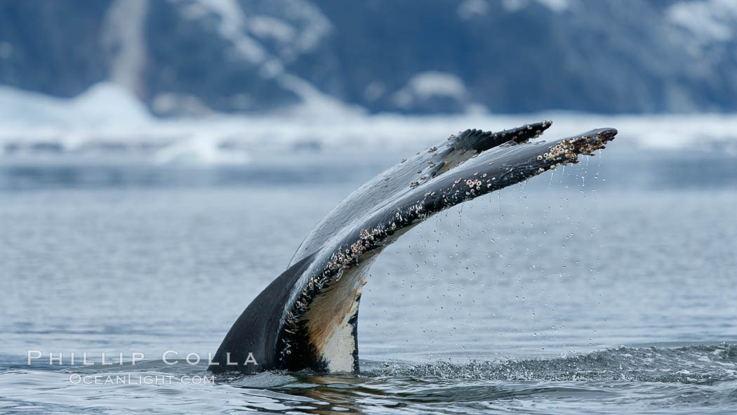 Humpback whale in Antarctica.  A humpback whale swims through the beautiful ice-filled waters of Neko Harbor, Antarctic Peninsula, Antarctica., Megaptera novaeangliae, natural history stock photograph, photo id 25722