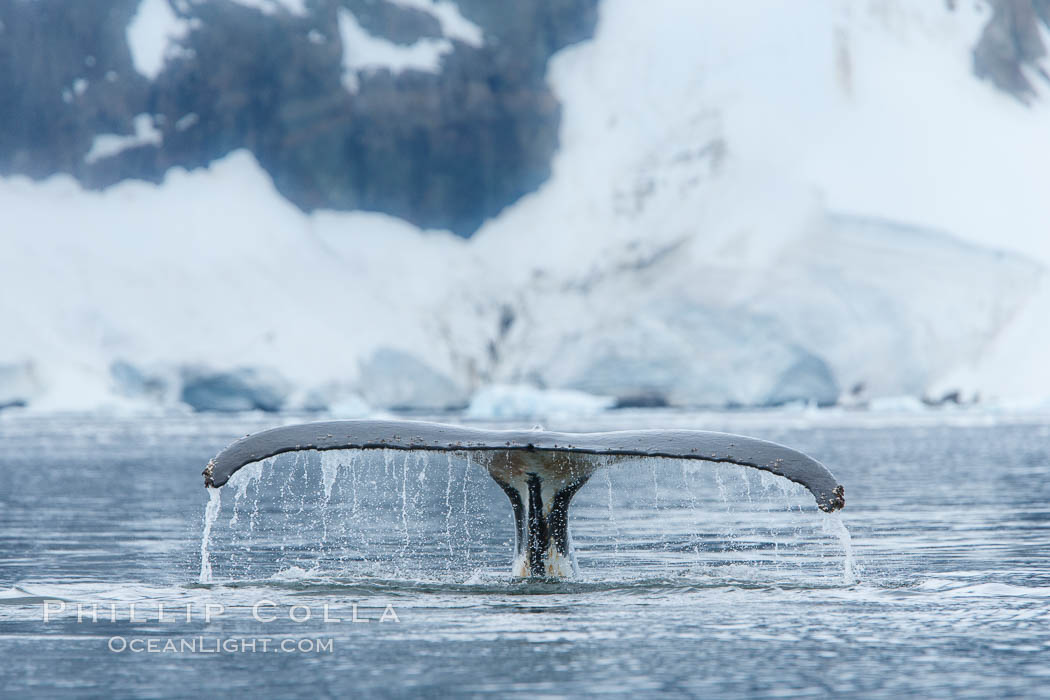 Humpback whale in Antarctica.  A humpback whale swims through the beautiful ice-filled waters of Neko Harbor, Antarctic Peninsula, Antarctica., Megaptera novaeangliae, natural history stock photograph, photo id 25668