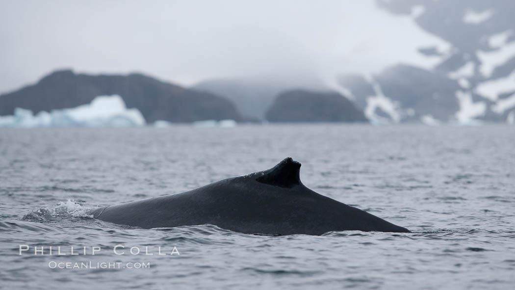 Humpback whale in Antarctica. Cierva Cove, Antarctic Peninsula, natural history stock photograph, photo id 25559