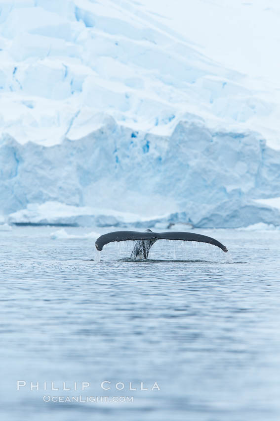 Humpback whale in Antarctica.  A humpback whale swims through the beautiful ice-filled waters of Neko Harbor, Antarctic Peninsula, Antarctica., Megaptera novaeangliae, natural history stock photograph, photo id 25719