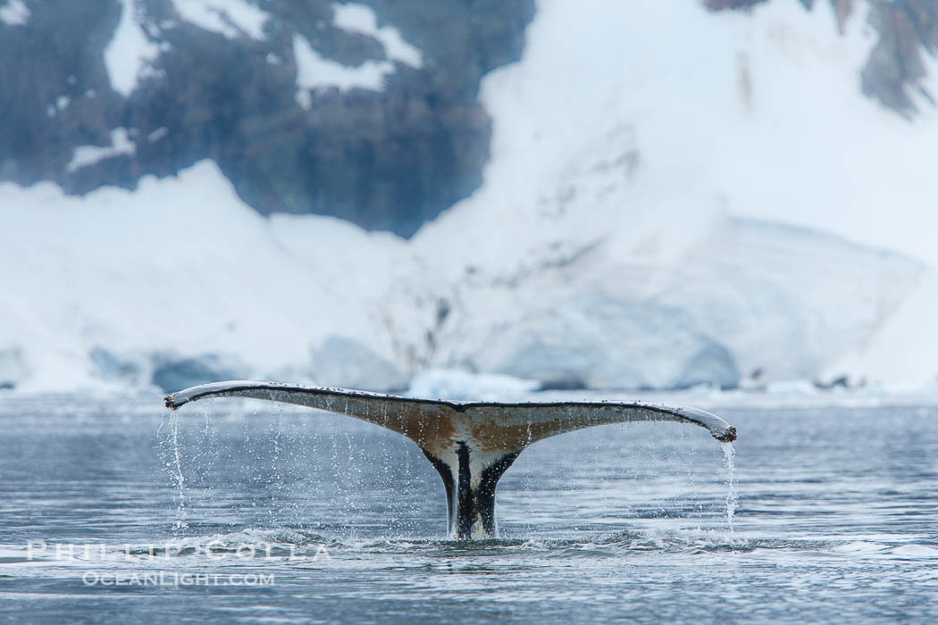 Humpback whale in Antarctica.  A humpback whale swims through the beautiful ice-filled waters of Neko Harbor, Antarctic Peninsula, Antarctica., Megaptera novaeangliae, natural history stock photograph, photo id 25721