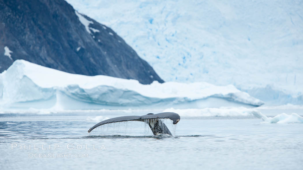 Humpback whale in Antarctica.  A humpback whale swims through the beautiful ice-filled waters of Neko Harbor, Antarctic Peninsula, Antarctica., Megaptera novaeangliae, natural history stock photograph, photo id 25725