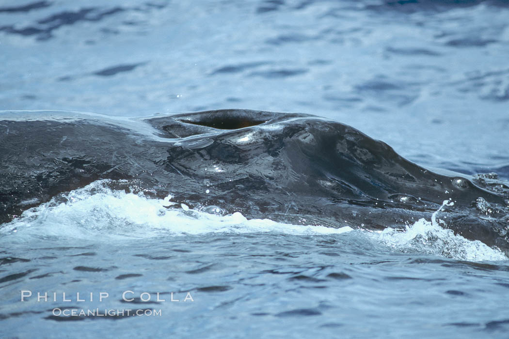 Humpback whale blowhole. Maui, Hawaii, USA, Megaptera novaeangliae, natural history stock photograph, photo id 04306
