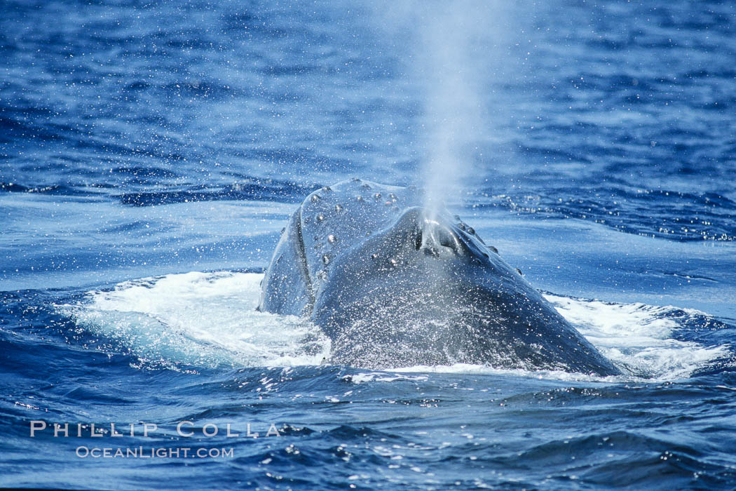Humpback whale blowhole. Maui, Hawaii, USA, Megaptera novaeangliae, natural history stock photograph, photo id 04284