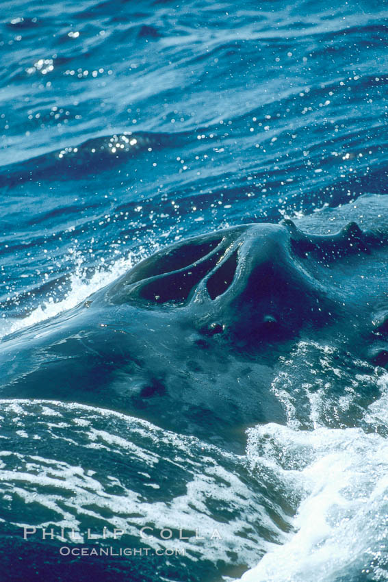 Humpback whale blowhole. Maui, Hawaii, USA, Megaptera novaeangliae, natural history stock photograph, photo id 04308