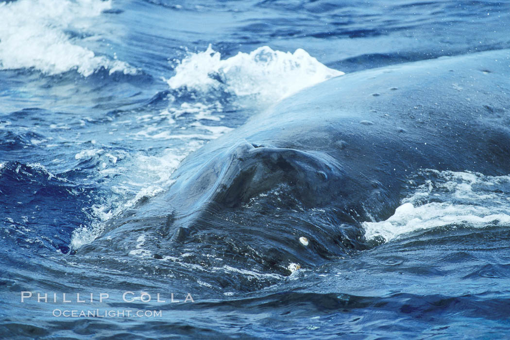 Humpback whale approaching showing blowhole splashguard. Maui, Hawaii, USA, Megaptera novaeangliae, natural history stock photograph, photo id 04331