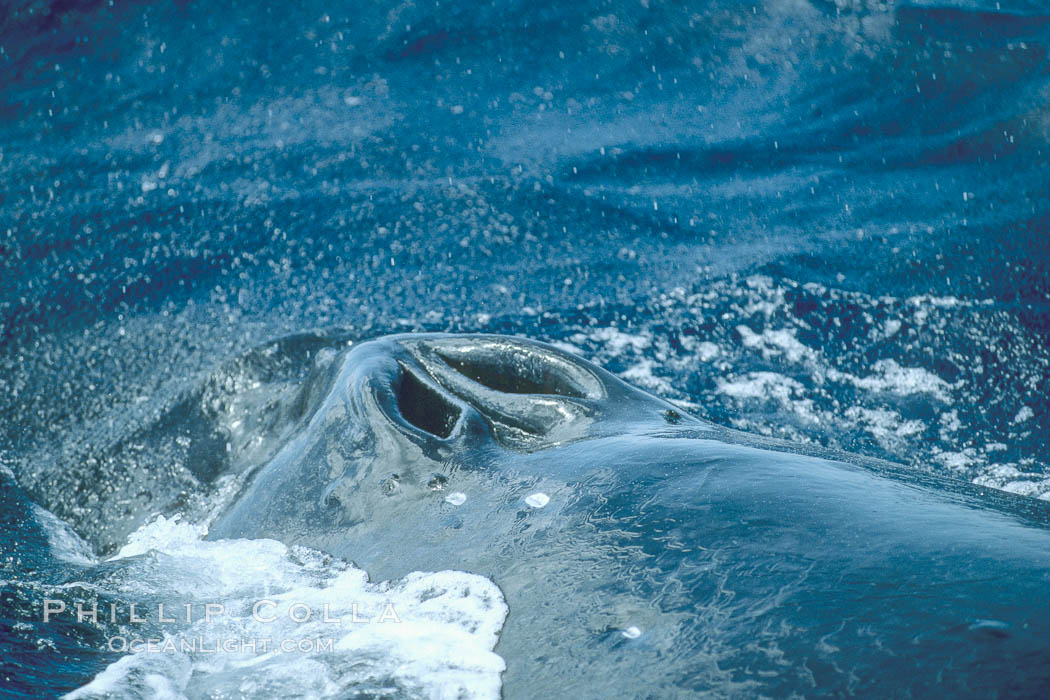 Humpback whale blowhole. Maui, Hawaii, USA, Megaptera novaeangliae, natural history stock photograph, photo id 04309
