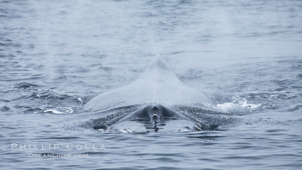 Humpback whale blowing, exhaling as it swims toward a whale-watching boat. Santa Rosa Island, California, USA, Megaptera novaeangliae, natural history stock photograph, photo id 27034