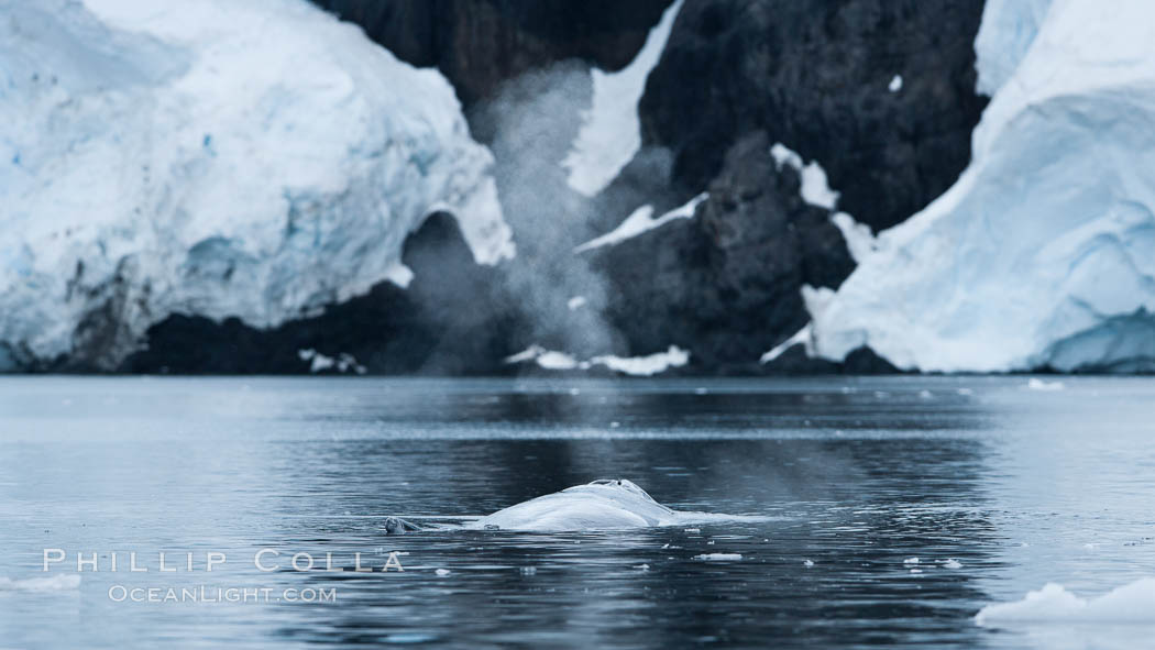 Humpback whale blows (exhales), Neko Harbor, Antarctica. Antarctic Peninsula, Megaptera novaeangliae, natural history stock photograph, photo id 25748