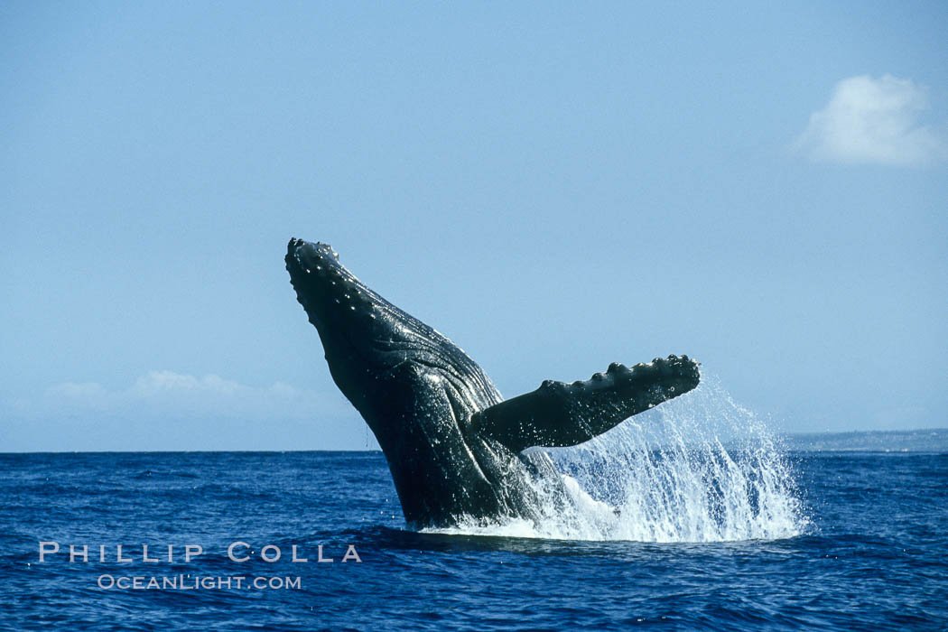 Humpback whale breaching. Maui, Hawaii, USA, Megaptera novaeangliae, natural history stock photograph, photo id 00214
