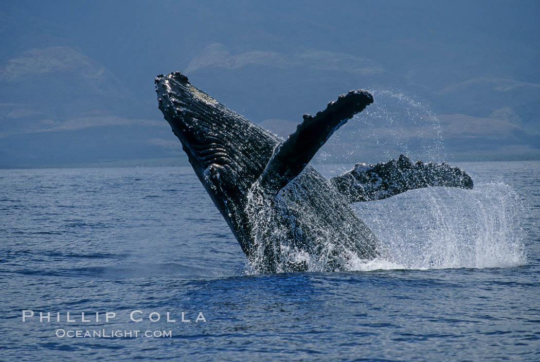 Humpback whale breaching with pectoral fins lifting spray from the ocean surface. Maui, Hawaii, USA, Megaptera novaeangliae, natural history stock photograph, photo id 03854