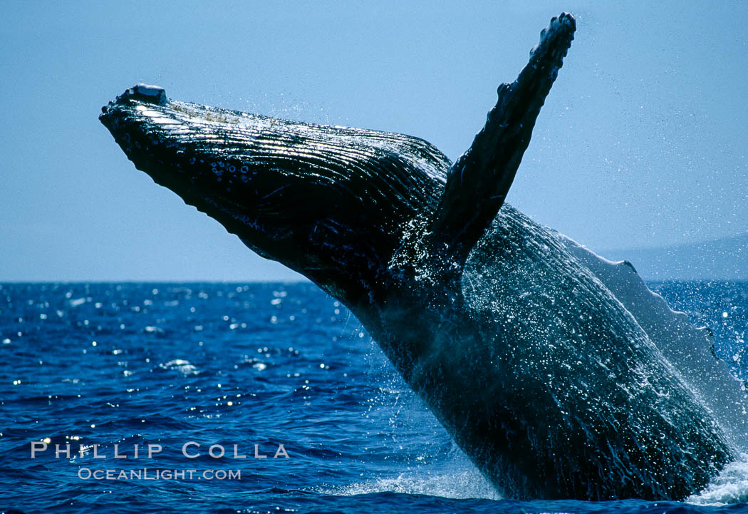 Humpback whale breaching. Maui, Hawaii, USA, Megaptera novaeangliae, natural history stock photograph, photo id 03870