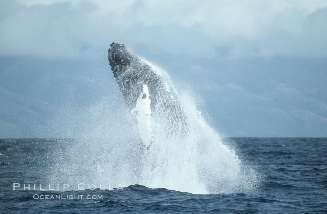 Humpback whale breaching. Maui, Hawaii, USA, Megaptera novaeangliae, natural history stock photograph, photo id 03890