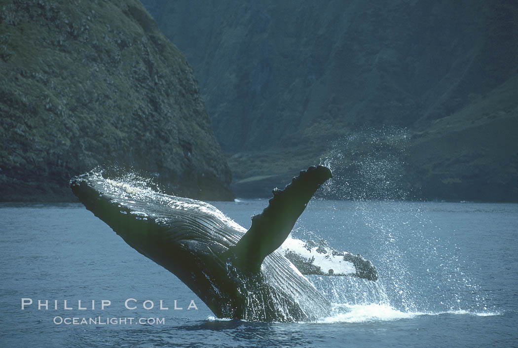 Humpback whale breaching on the backside of Molokai Island. Hawaii, USA, Megaptera novaeangliae, natural history stock photograph, photo id 03902