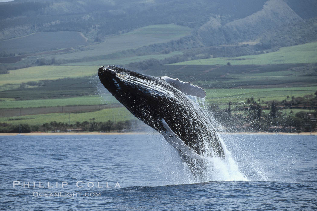 Humpback whale breaching. Maui, Hawaii, USA, Megaptera novaeangliae, natural history stock photograph, photo id 03926
