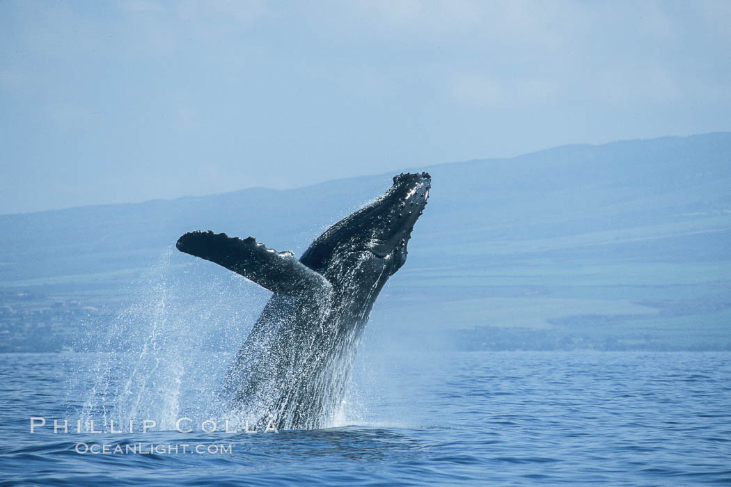 Humpback whale breaching. Maui, Hawaii, USA, Megaptera novaeangliae, natural history stock photograph, photo id 03938