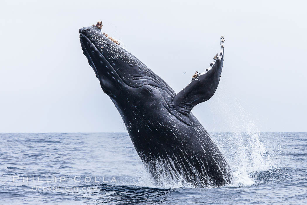 Humpback whale breaching, pectoral fin and rostrom visible. San Diego, California, USA, Megaptera novaeangliae, natural history stock photograph, photo id 27958