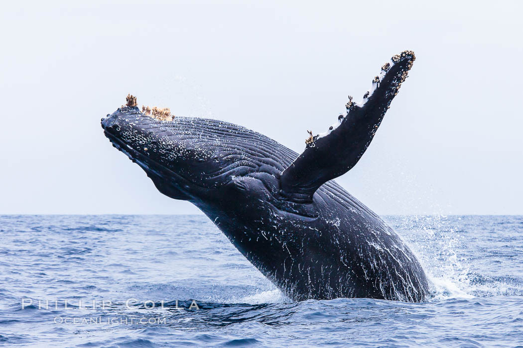 Humpback whale breaching, pectoral fin and rostrom visible. San Diego, California, USA, Megaptera novaeangliae, natural history stock photograph, photo id 27962