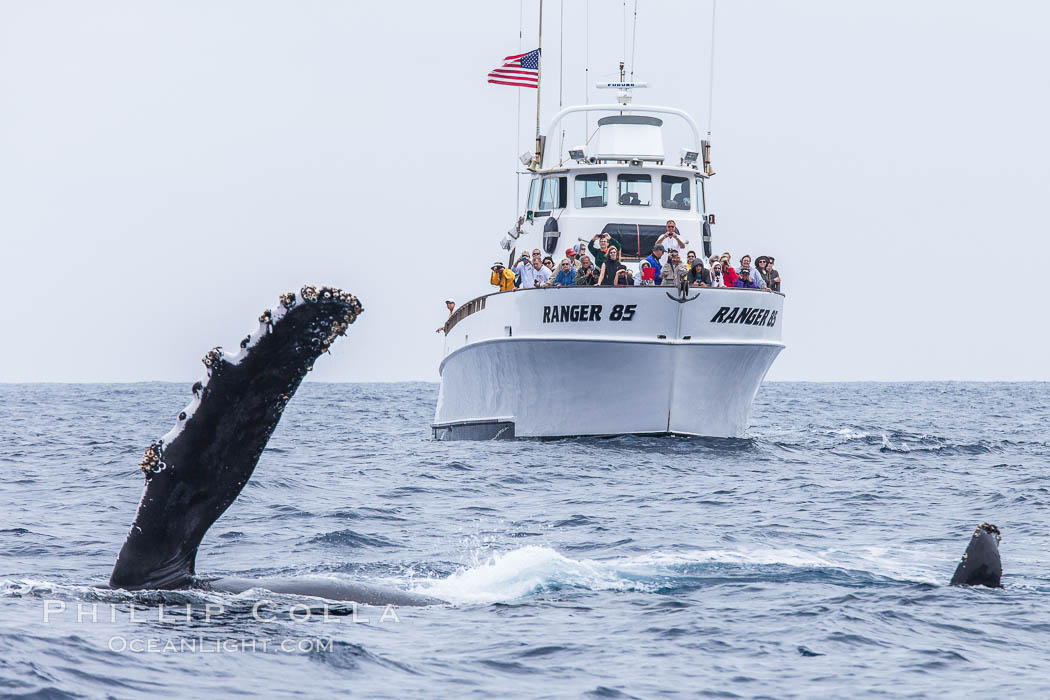 Humpback whale breaching, pectoral fin and rostrom visible. San Diego, California, USA, Megaptera novaeangliae, natural history stock photograph, photo id 27966