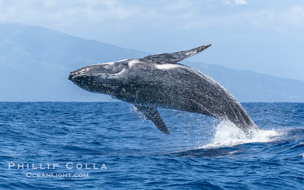 Humpback Whale Breaching near Tahiti and Moorea, French Polynesia., Megaptera novaeangliae, natural history stock photograph, photo id 41338