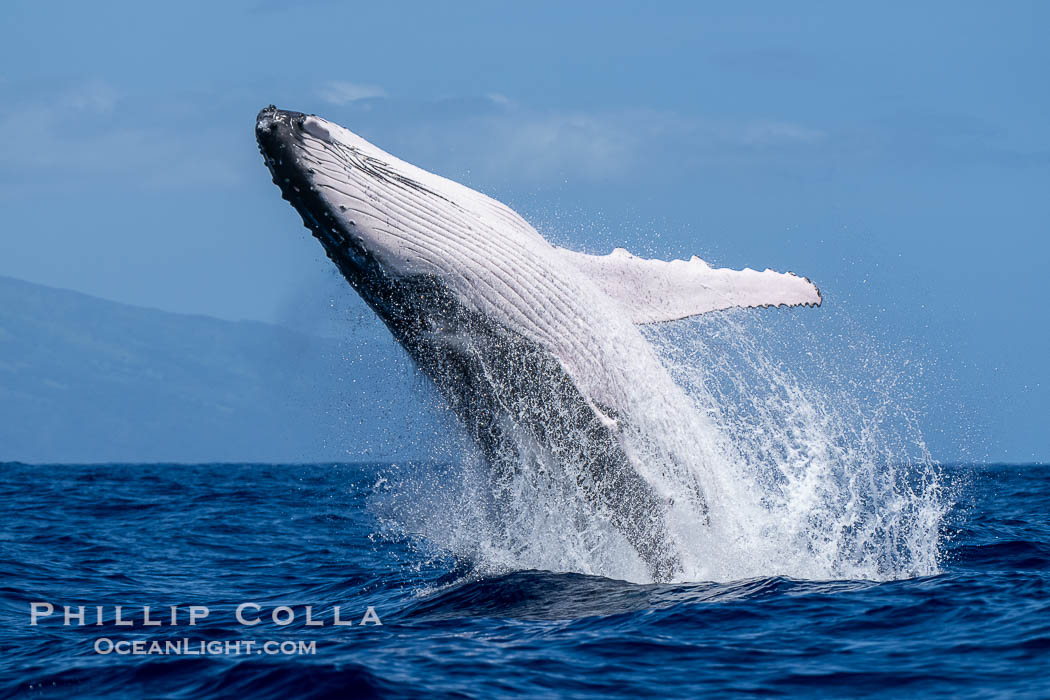 Humpback Whale Breaching near Tahiti and Moorea, French Polynesia. France, Megaptera novaeangliae, natural history stock photograph, photo id 41331
