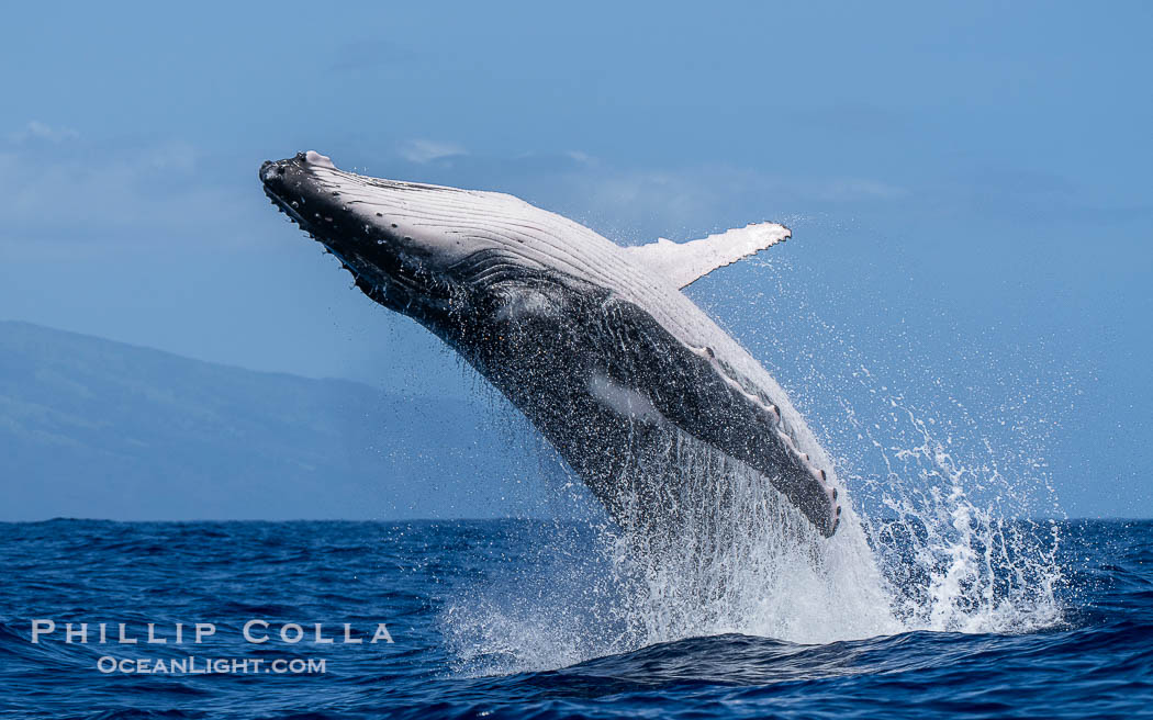 Humpback Whale Breaching near Tahiti and Moorea, French Polynesia., Megaptera novaeangliae, natural history stock photograph, photo id 41357
