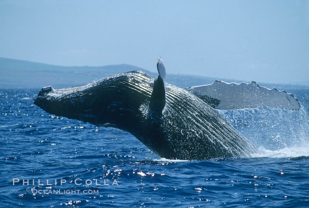 Humpback whale breaching. Maui, Hawaii, USA, Megaptera novaeangliae, natural history stock photograph, photo id 03868