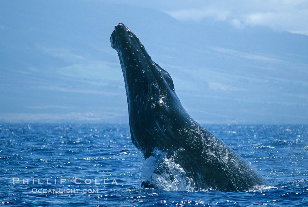 Humpback whale performing a head slap. Maui, Hawaii, USA, Megaptera novaeangliae, natural history stock photograph, photo id 03880