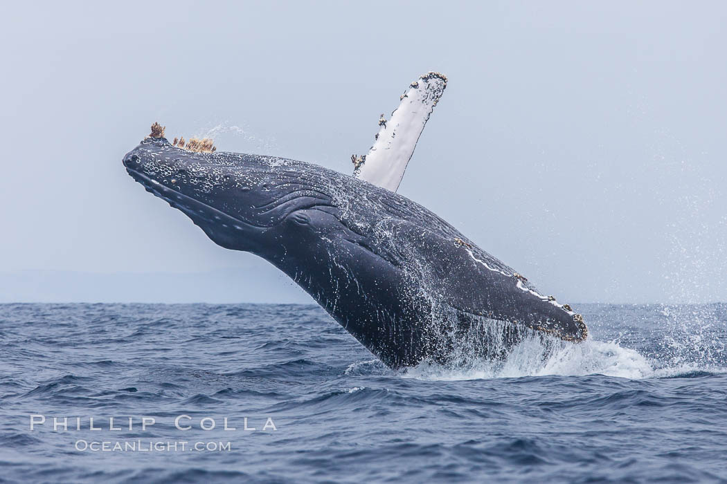 Humpback whale breaching, pectoral fin and rostrom visible. San Diego, California, USA, Megaptera novaeangliae, natural history stock photograph, photo id 27956